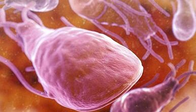 Lambilia in the human body