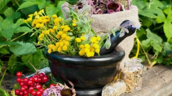 Herbs from the helling
